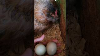 Celebrity Easter egger hen is sitting on Olive eggers  eggs. Net Worth