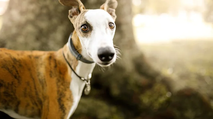 A Whippet's Playtime: Fun Toys and Games to Keep Your Dog Entertained!