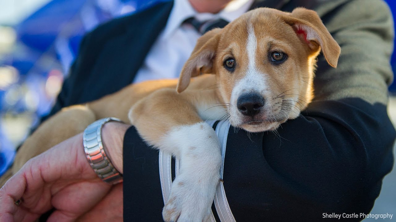 rescue dogs rock nyc 62 dogs and cats rescued from hurricane-damaged Puerto Rico