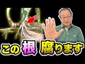 【花の女王 】カトレア は奥が深い!皆様からのご質問主な5点について解説していきます。[Cattleya]I will answer the question.@seedpot368