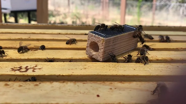 Bees passing along queen pheromone (news of a new queen) throughout the hive
