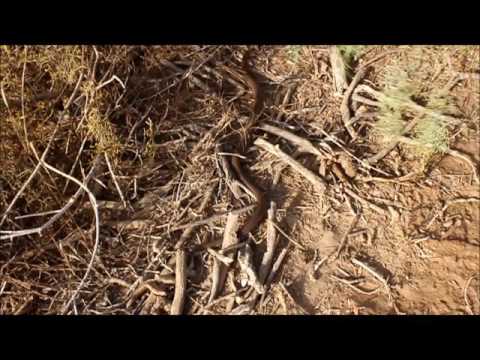Brown House snake (Boaedon fuliginosus), Trarza, Mauritania