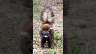 ZORRINO ATACANDO - ANIMALES ENOJADOS. #zorrino #animales #animalessalvajes #atacando #wildlife #wild