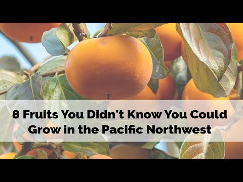 Video: Northwest Fruit Trees – Pěstování ovocných stromů na severozápadě Pacifiku