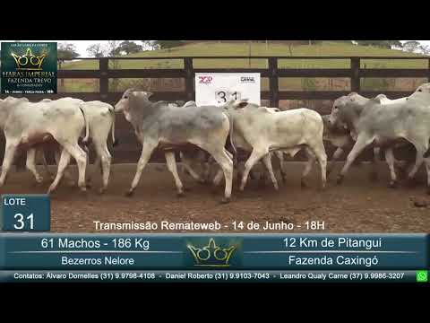 Lote 31 - Leilão Gado de Corte Haras Imperial & Convidados