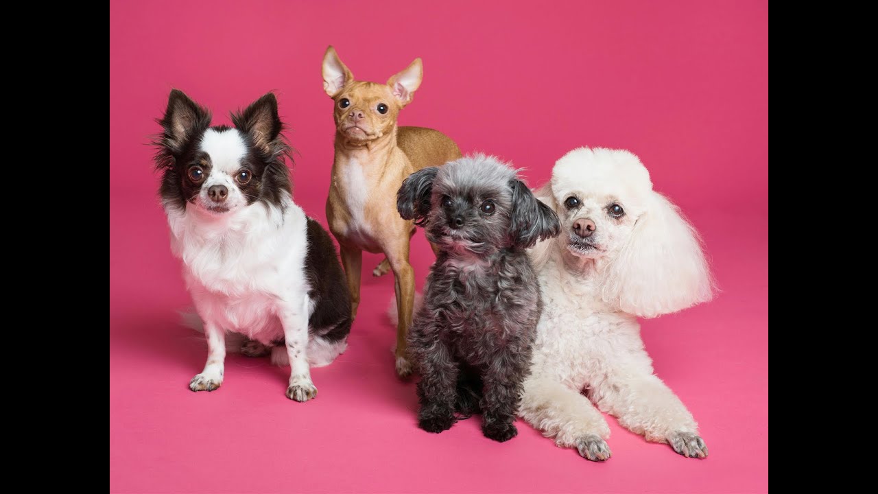 Pet Care For Seniors Mary Bart Interviews Kylie Selvig Registered Pet Care For Seniors Mary Bart Interviews Kylie Selvig Registered