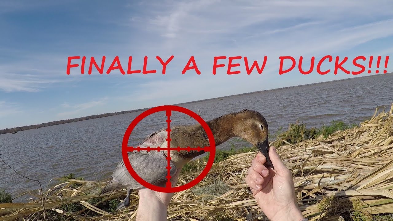 Louisiana Coot Shoot 2019 Louisiana Duck Hunting 2019 Louisiana