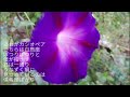 昭和の歌3471#線香花火 さだまさし