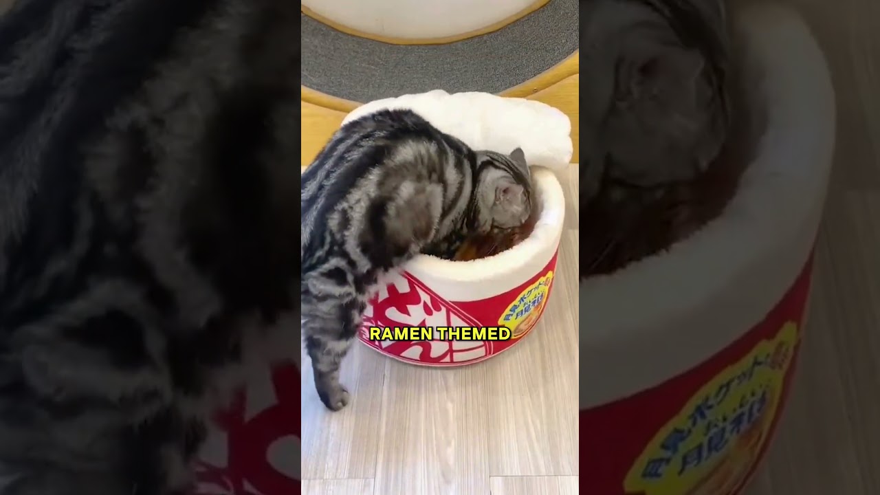 Кошки спят в рамене 🍜😹