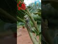 #butterfly #emerging from #pupa #wonderful