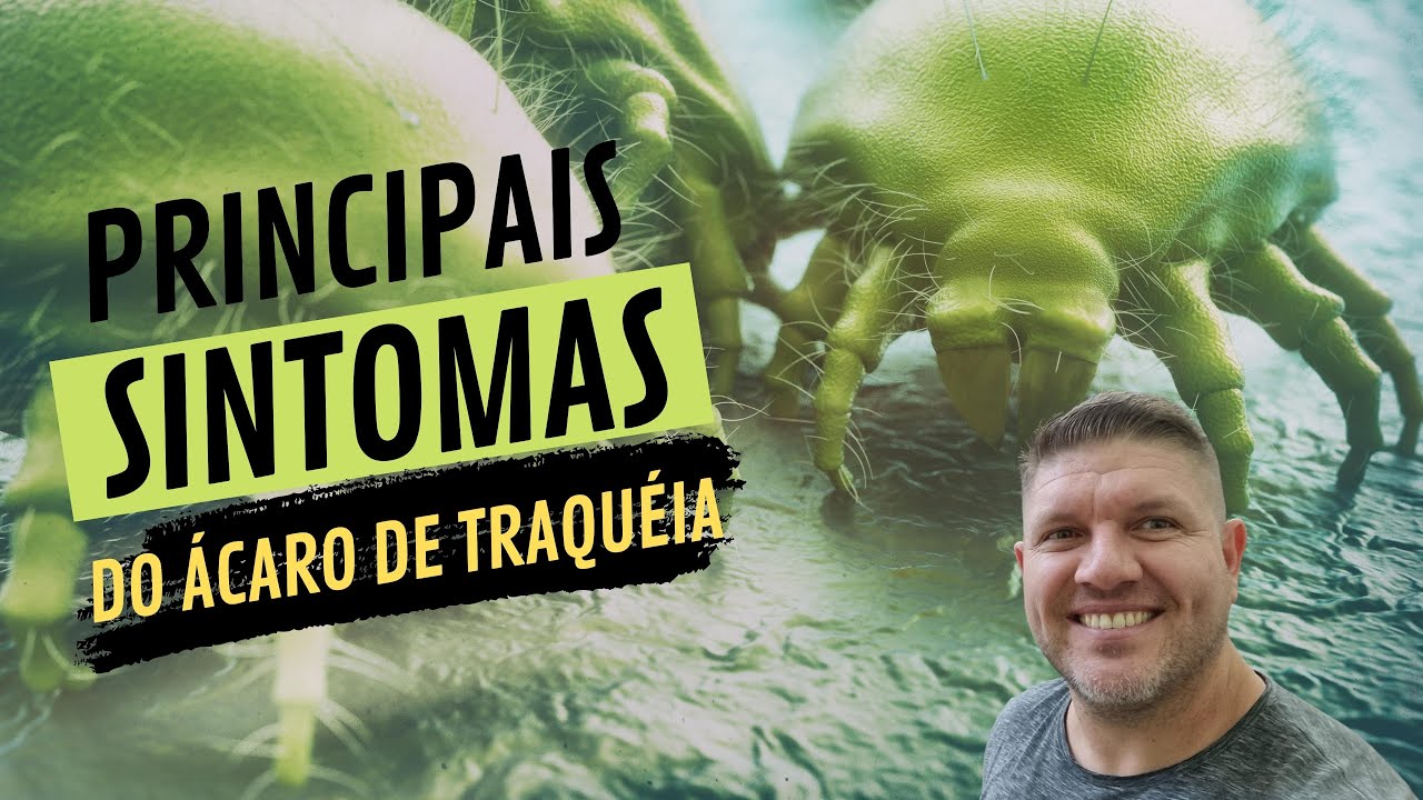 Principais  sintomas causados pelo ácaro de traqueia (Sternostoma Tracheacolum ) nas aves