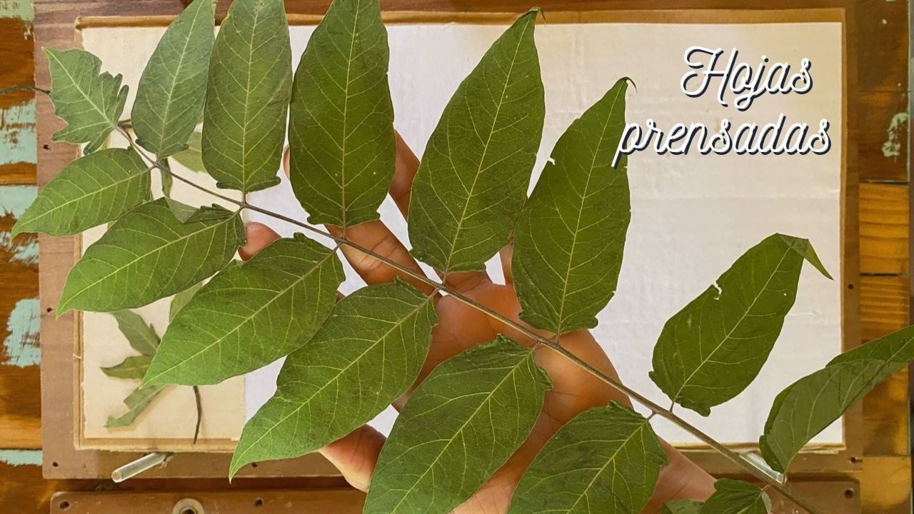 Cómo prensar hojas