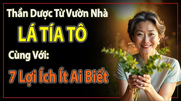 Lá Tía Tô – Thần Dược Từ Vườn Nhà Giúp Cơ Thể Trẻ, Da Đẹp, Ngủ Ngon!