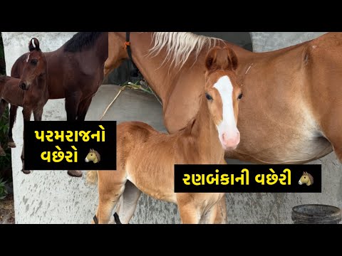 રણબંકાની વછેરી | પરમરાજનો વછેરો ❤️ | Jay Sakariya | Horse Love | Horses | Marwari Horse | HORSEMAN