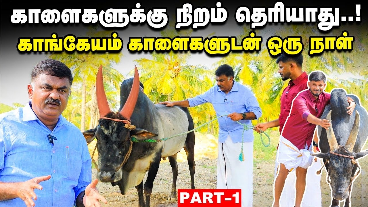 மாடுகளுக்கு கொம்பு சீவ இதெல்லாம் முக்கியம்...! | Karthikeya SivaSenaapathy Part 1| Pongal | Vikatan