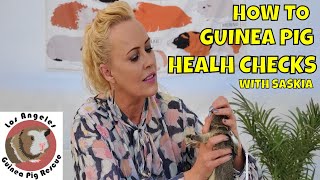 How to do your Guinea Pig's Health Check 2020