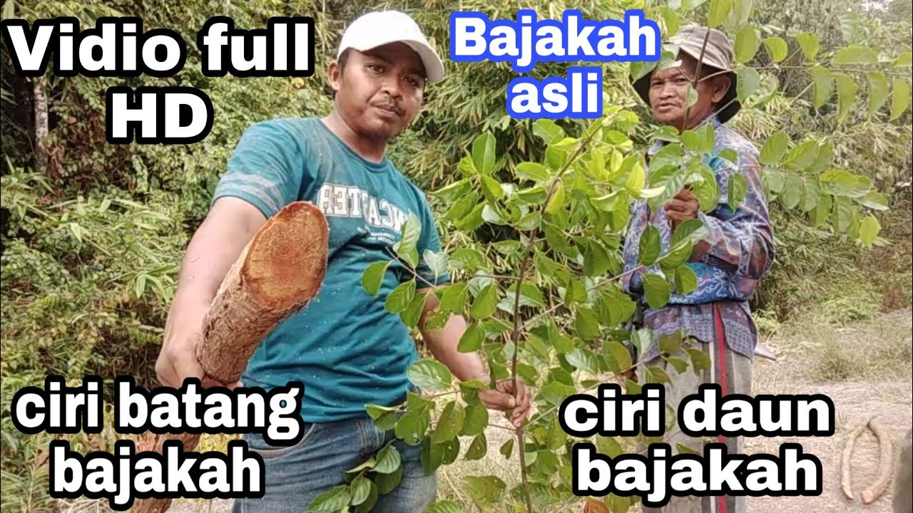 ini dia ciri akar Bajakah yang asli dan ciri daun Bajakah 