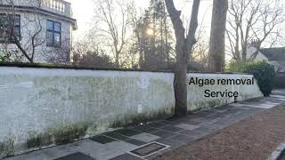 Removing Algae from Painted Render with DOFF – Full Wall Transformation (Start to Finish)