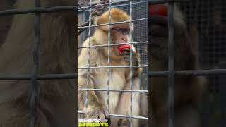 Monkey eating fresh tomato: cute and hilarious short video