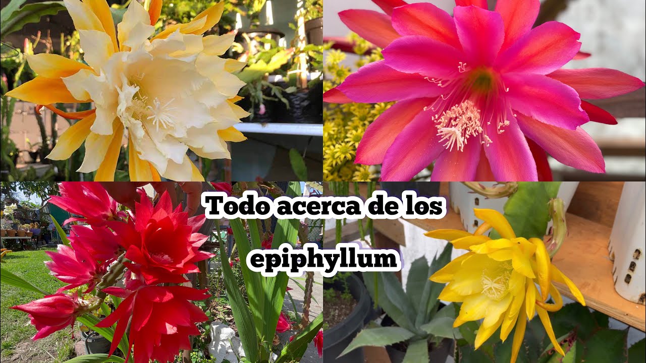 Эпифиллум или орхидейный кактус и уход за ним 