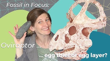 Fossil in Focus: Oviraptor... egg-thief or egg-layer?