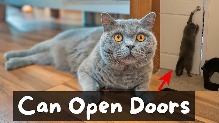 Things to Know Before Getting a British Shorthair Cat | The Cat Butler - DayDayNews
