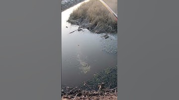 Câu cá rô đồng, dính rô mề p9 #shorts