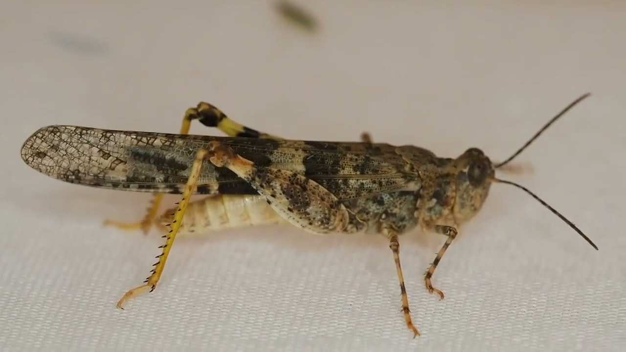 Grasshopper Video  Funny Grasshopper Video Grasshopper Life Cycle Video  Animal Kingdom