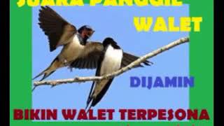 Petani Walet - Suara Panggil Bocah Walet  Pagi