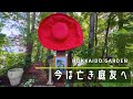 【ガーデニング】天国で見ている庭友に届けるオープンガーデン