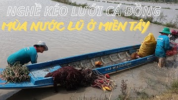 Kéo lưới cá đồng mùa nước nổi MIỀN TÂY