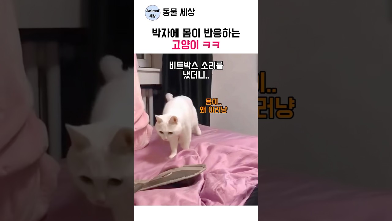 박자에 몸이 반응하는 고양이 ㅋㅋ