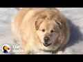 Watch This Chunky Golden Lose 100 Pounds | The Dodo