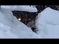 Live footage as bomb Cyclone hits California, USA - Incredible scenes from Mammoth Lakes