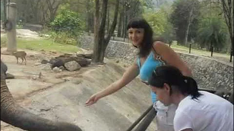А вы знаете, что едят слоны???