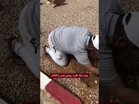 شاهد عملية غرس شجرة الغاف المقاومة للجفاف و درجات الحرارة العالية الجزائر الخضراء خضراء بإذن الله