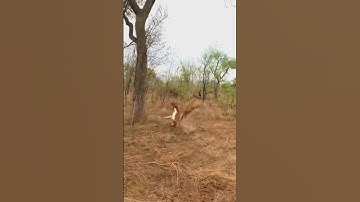 Leopards skillfully climb trees and hide their prey for later in the Wild | Natural Animal Instincts