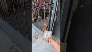 Un combate legendario #viral #humor #comedia