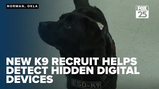 New K9 recruit Murphy helps Norman Police detect hidden digital devices in criminal cases