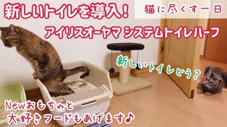 【猫動画】愛する猫たちに尽くす一日。新しい猫トイレを購入！アイリスオーヤマシステムトイレハーフ＆猫おすすめおもちゃ＆お気に入りフード紹介 反応は？うまくできた？