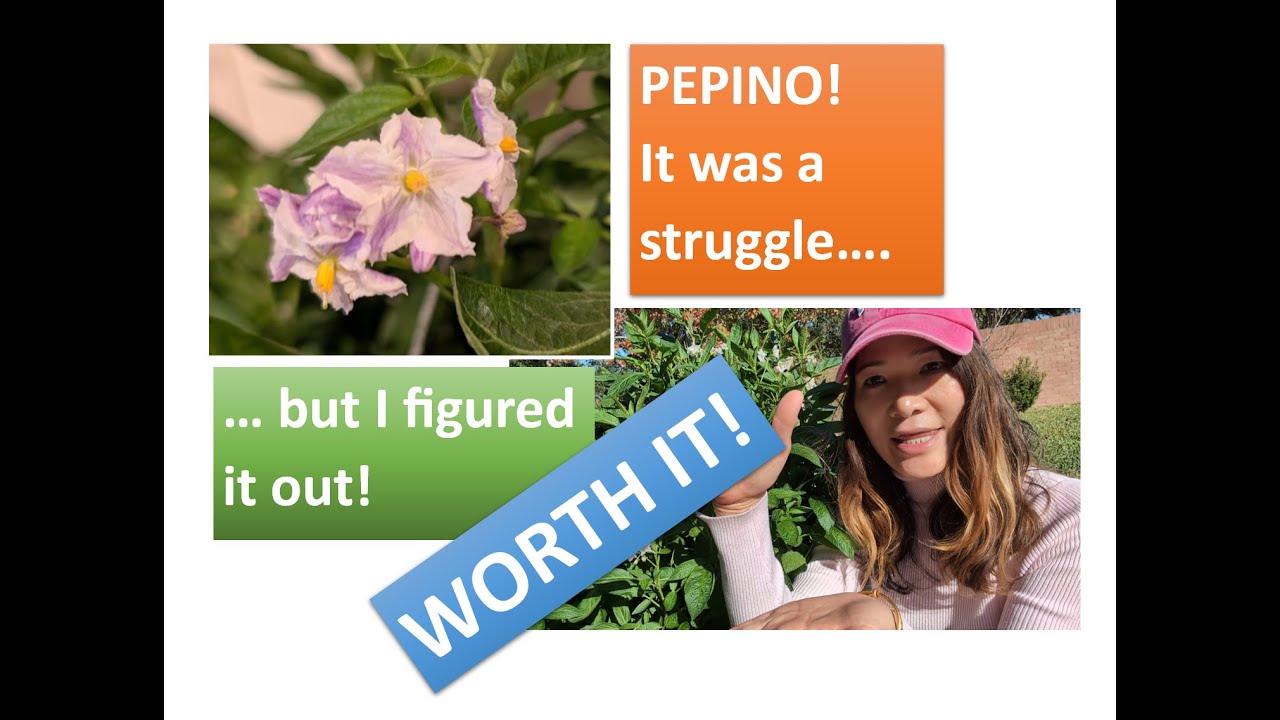 Growing Pepino in Pots in Houston | Easy Winter Care, Fertilizing & Harvest Tips (10+ Fruits!)