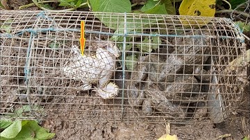 Đặt lợp ếch mùa lũ - theo chân ông lão đặt lợp ếch ở khu gò tre lâu năm/catch frog
