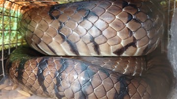 Trải nghiệm thăm bẫy mùa gió chướng dính nhiều rắn khủng đã thật@lapmientay 