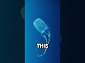 Box Jellyfish