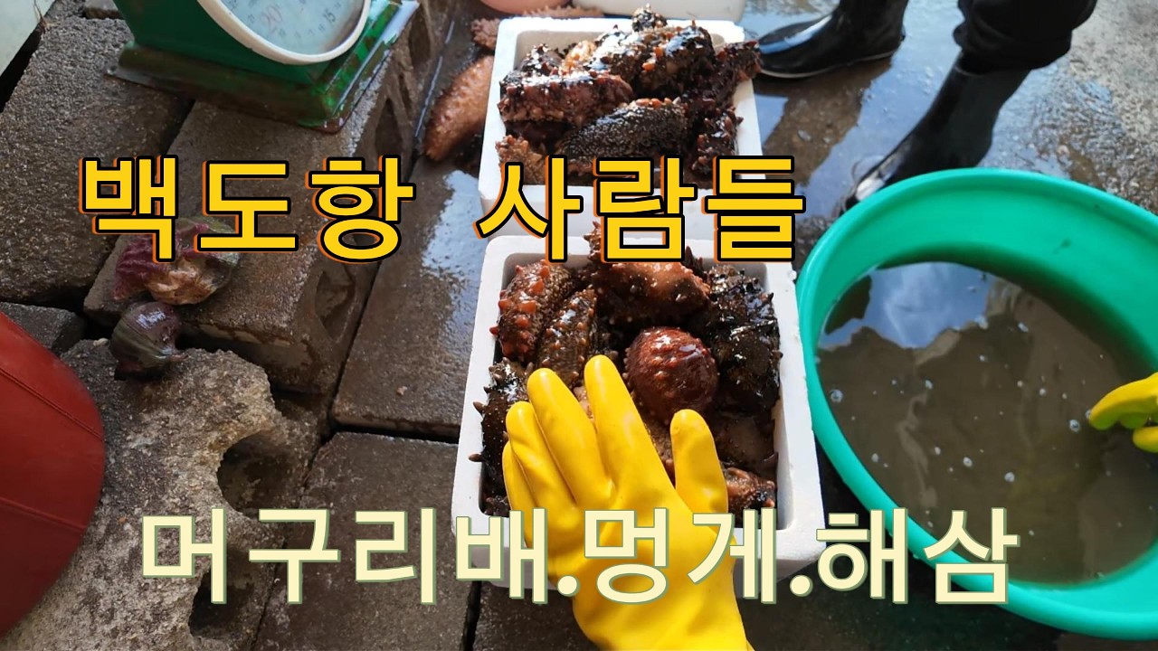 백도항사람들