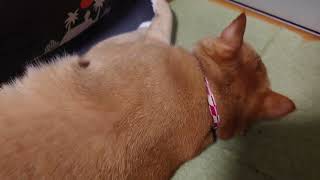 ドテッと転がってからのおちりトントン猫キキ
