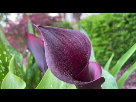 Video: Làm thế nào để bạn bắt đầu một calla lily?