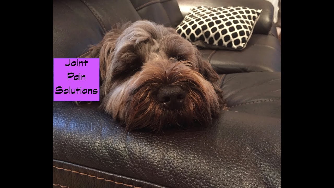 Joint Pain|Hip Dysplasia in Dogs - Pain Management & Prevention 