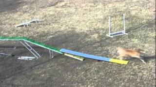 cheetah's running contacts 2-17-11_0001.wmv