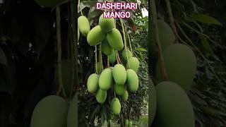DASHEHARI MANGO|| SWEET MANGO